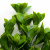 Трава искусственная -1, шт (эвкалипт лист 32 см/8 см)				 - купить в Березниках. Цена: 169.93 руб.